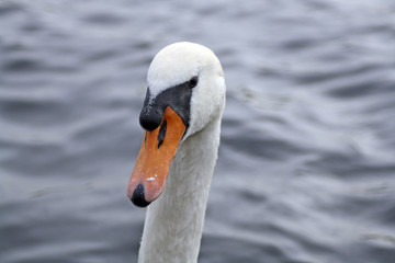 stunning swan