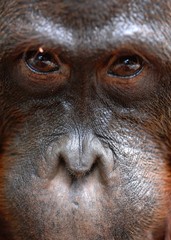 Orangutan Ben. © Uryadnikov Sergey