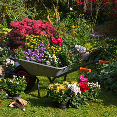 Wheelbarrow and trays with new plants - 35876959