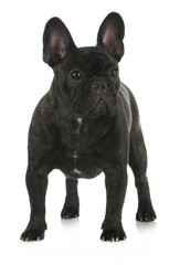 french bulldog