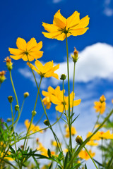 Yellow Cosmos flower and blue sky