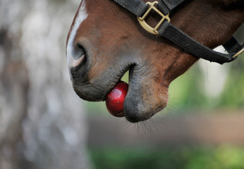 Horse eats an apple - obrazy, fototapety, plakaty
