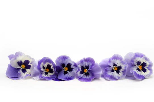 79,867 BEST Pansy IMAGES, STOCK PHOTOS & VECTORS | Adobe Stock