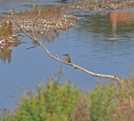 kingfisher on the branch over  the marsh