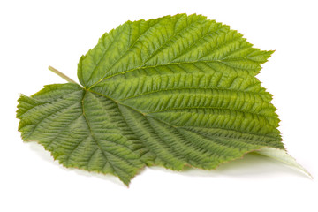 Raspberry green leaf