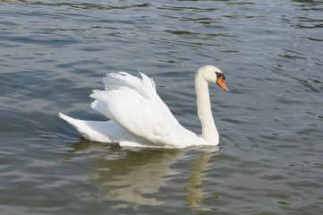 Cygne sur l'ïle du Rhin