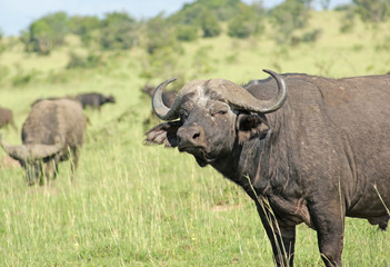 Obraz premium African Buffalos in the Savannah