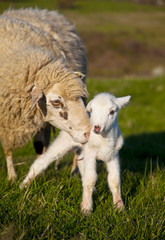 Naklejka na ściany i meble Sheep newborn lamb
