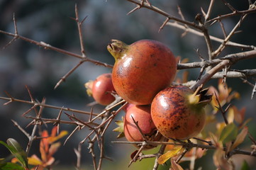 Pomegranate