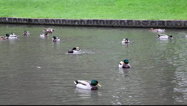 canard aux rdv