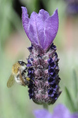 Hummel