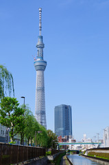 Naklejka premium Tokyo Sky tree