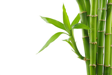 Fototapeta premium bamboo