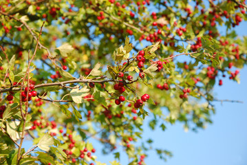 Crataegus - Weißdorn