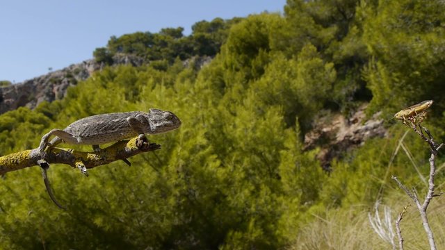 camaleon cazando en los pinos