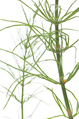 Acker-Schachtelhalm (Equisetum arvense) Nahaufnahme seitlich