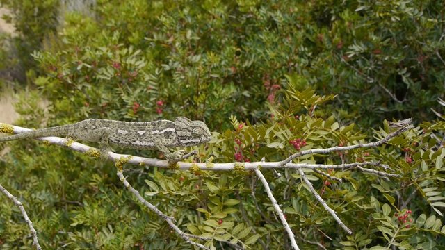 Camaleon cazando en el boj