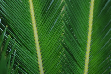 palme leaf background