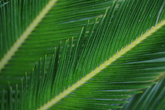 palme leaf background