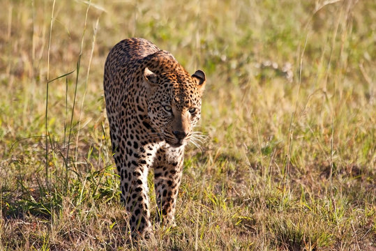 Leopard male walking through grass field