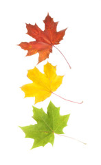 Red, yellow, green leaves