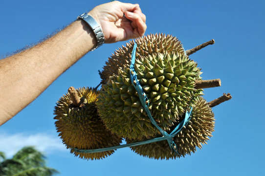 Tropenfrucht