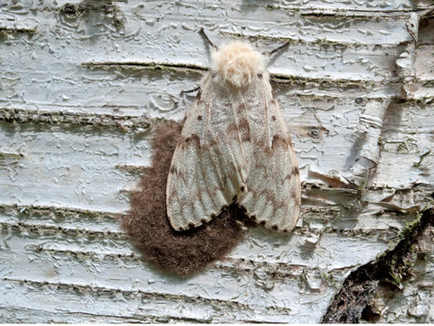 Birkenspanner - Biston betularia