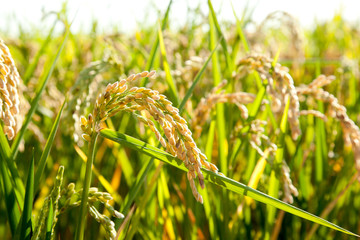 Cereal rice fields with ripe spikes