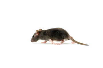 rat