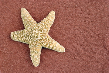 starfish over red sand, useful as background