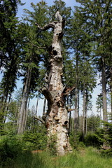 Fototapeta premium Uralte Eiche im Urwald Sababurg