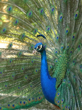 Pavo real, retrato