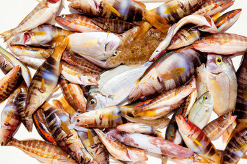 catch of fish in Mediterranean bream squid