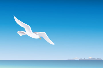 seagull