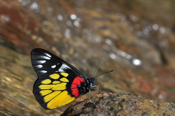 Fototapeta na wymiar Red-base jezebel butterfly