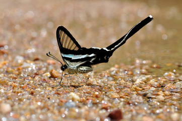 Green dragontail butterfly