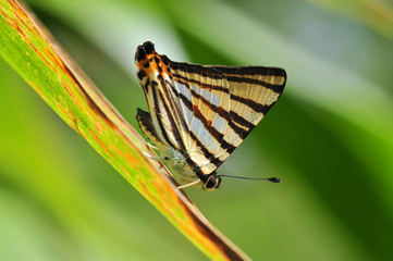 Striped Punch butterfly