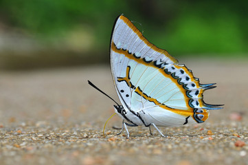 Fototapeta na wymiar Great Nawab butterfly