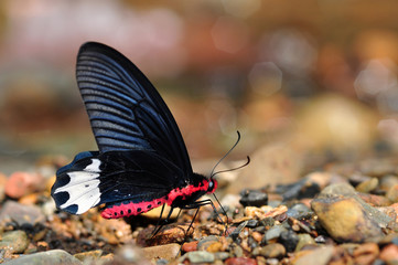 Fototapeta na wymiar Burmese Batwing butterfly