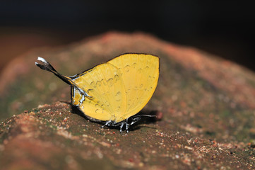 Threespot Yamfly butterfly