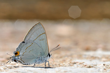 Common Tit butterfly