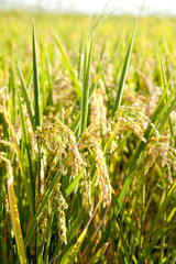 Cereal rice fields with ripe spikes