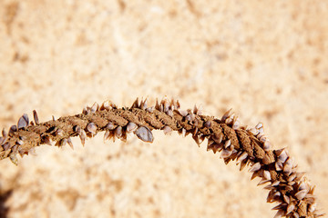 Barnacles growing in marine rope