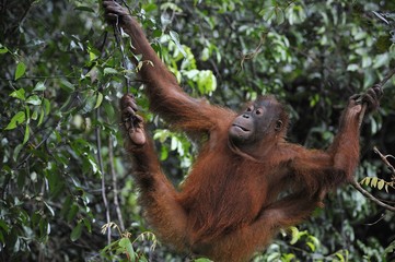 Juvenile Orangutan .Pongo pygmaeus
