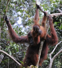 Mother Orangutan and Baby