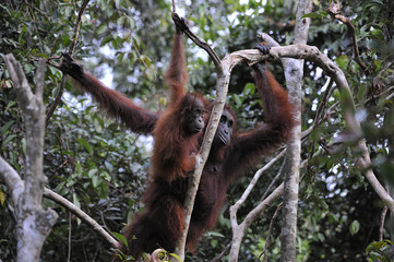 Mother Orangutan and Baby
