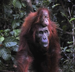Mother Orangutan and Baby
