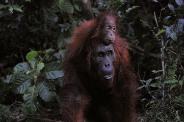 Obraz premium Mother Orangutan and Baby