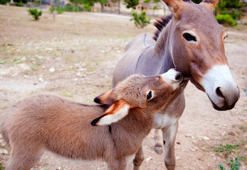 Baby donkey mule with mother