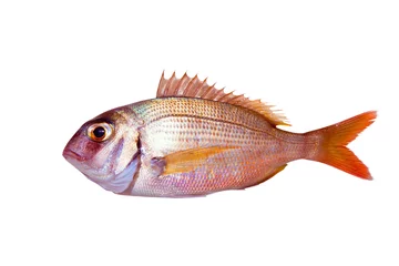 Crédence de cuisine en verre imprimé Pêcher Common sea bream pagrus fish isolated